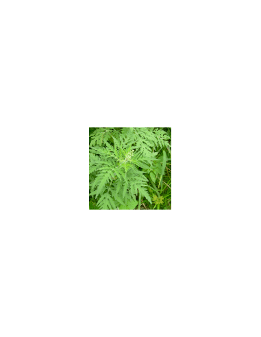 Hot flower 80 g