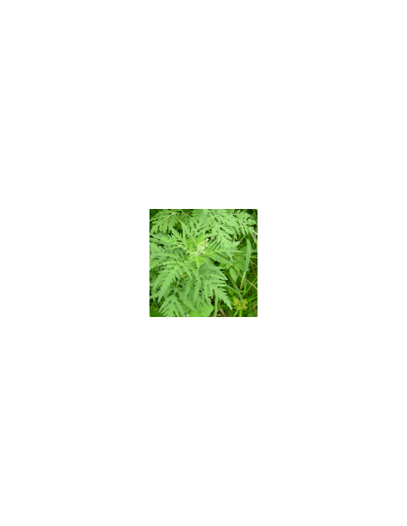 Hot flower 80 g