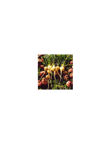 White root - Maca 100 g