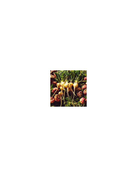 White root - Maca 100 g