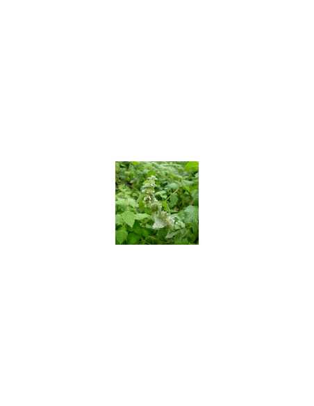Forest mint 60 g