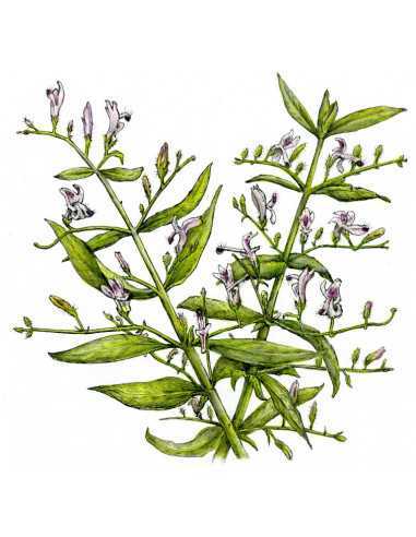 Lawrence - extract 50 ml