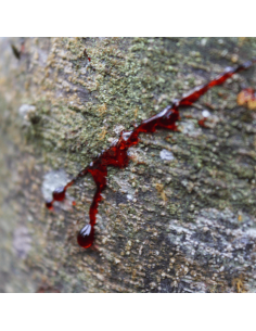 Dragon's Blood 55 ml 2