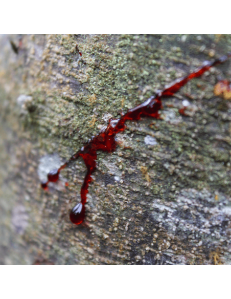Dragon's Blood 25 ml