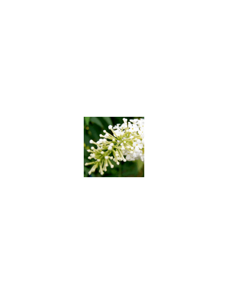 White flower - Flor Blanca 70 g