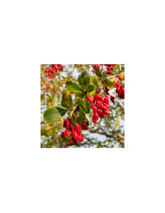 Purifying shrub - Agracejo 80 g 2